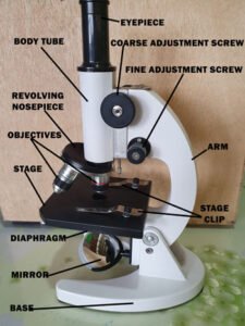 Compound Light Microscope